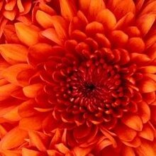 Татьяна Эдуардовна, г. Советский