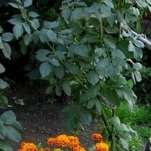 Ирина Александровна, г. Магнитогорск