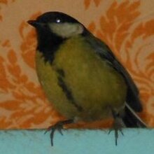 Прибылова А.В., г. Новочебоксарск