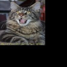 Ольга, г. Устюжна