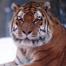 Петр, г. Тамбов