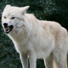 Владимир, г. Вильнюс