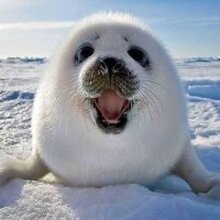 Юлия Николаевна, г. Иркутск