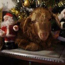 ТАТЬЯНА, г. Волгоград