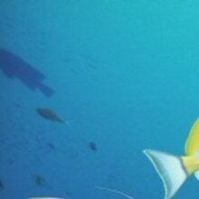 АЛЕКСАНДРА ВЛАДИМИРОВНА, г. Шебекино