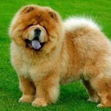 Артем, г. Саранск