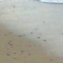 Ирина, г. Севастополь