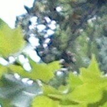 СЕМЕН, г. Сочи