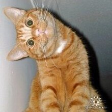 Алексей, г. Севастополь