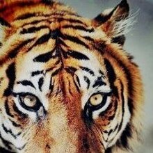 ПОДШИВАЛОВА ОКСАНА ГРИГОРЬЕВНА, г. Орёл