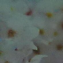 Светлана, г. Минусинск