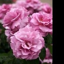 ЕЛЕНА, г. Курманаевка