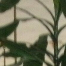 Светлана, г. Санкт-Петербург