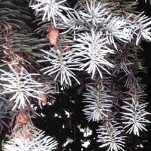 Ирина Александровна, г. Ульяновск