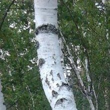 Наталья, г. Брянск