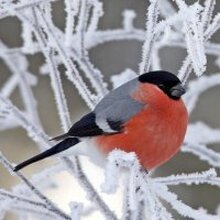 Елена, г. Санкт-Петербург