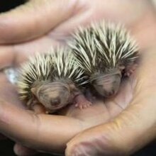 Мария, г. Ростов-на-Дону