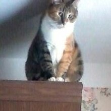 Ирина, г. Сергиев Посад