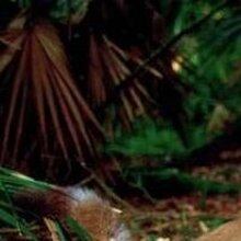 Светлана, г. Санкт-Петербург