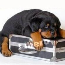 Гость_4834945, г. Москва