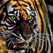 Родион, г. Щелково