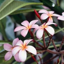 Алсу, г. Пенза