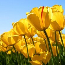 Оксана, г. Москва