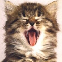 Лана, г. Мурманск