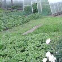 Агафья Николаевна, г. Санкт-Петербург