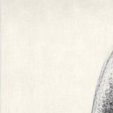 Арус, г. Анапа