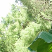 ЭВЕЛИНА, г. Азов