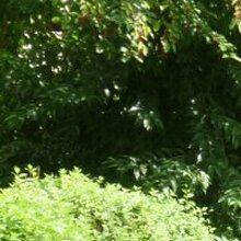 Светлана, г. Краснодар