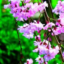 Галина, г. Дедовск