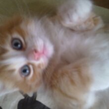 Геннадий, г. Владимир