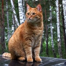 Василиса, г. Новоалтайск