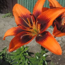 Евгения, г. Алдан