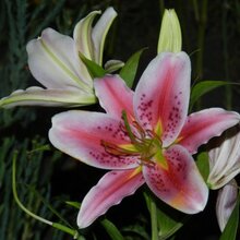 Фарида, г. Краснодар