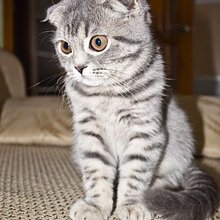 Юлия Александровна, г. Владимир