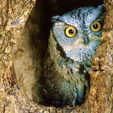 Анна, г. Новодвинск