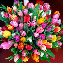 Арутюнян Ашхен Сержиковна, г. Москва