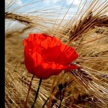 Валента, г. Новосибирск