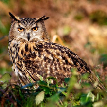 Ирина, г. Симферополь