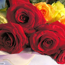 Альбина, г. Иркутск