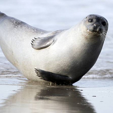 Артем, г. Москва