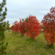 Одинаева Анна александровна, г. Новый Уренгой
