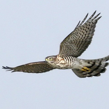 Иван, г. Чита