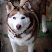 Ильдар Владимирович, г. Заозерск