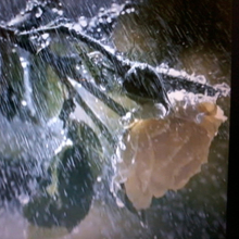 Соня, г. Феодосия