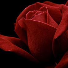 Rose Rakhim, г. Нижний Тагил