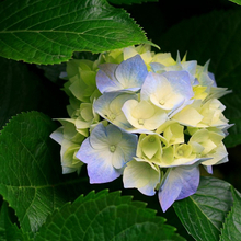 Лариса, г. Москва